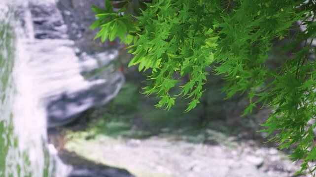 日本庭園に映える新緑のモミジと流れる滝
