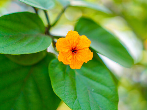 ⁠Close-up view of an isolated orange Cordia sebestena blossom contrasting beautifully with a soft, blurred green nature background