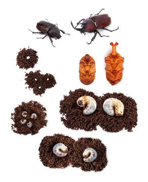 Set Complete life cycle of Kabutomushi Japanese rhinoceros beetle, Trypoxylus dichotomus, showing eggs, Larval Stages L1, L2, L3, pupal, and adult male and female isolated on white background.