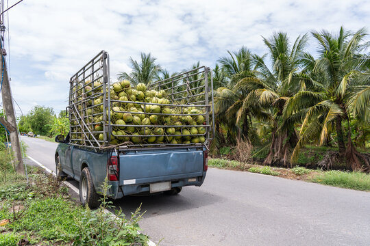 Agriculture harvest and tropical fruit wholesale business concept.