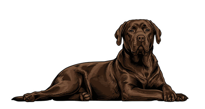 Chocolate labrador retriever dog lying down in a vector illustration style