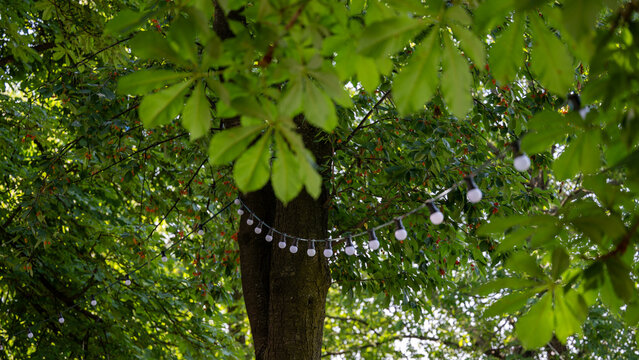 Background picture  party lights for a garden party