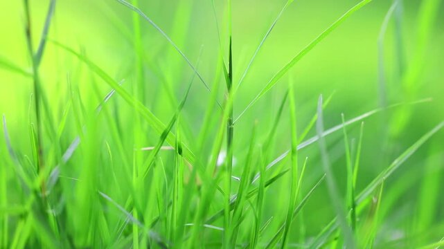 Fresh green grass blades with soft natural background 180fps Captured in Cinematic High Detail Footage