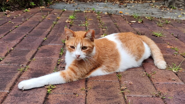 Lying Cat at the Public Park