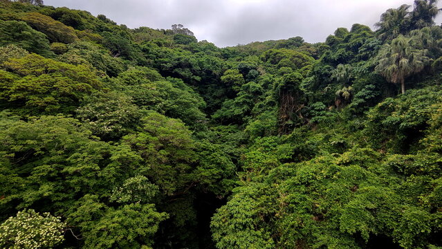 Dense subtropical forest with a diverse range of trees