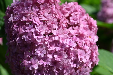 Obraz premium Beautiful Pink Hydrangea Bloom with Lush Green Leaves