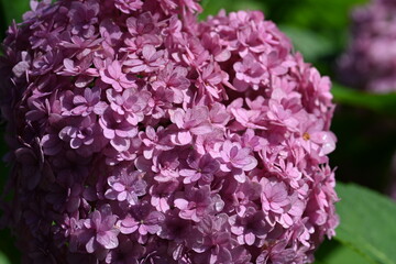 Obraz premium Beautiful Pink Hydrangea Bloom with Lush Green Leaves