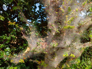 Fototapeta premium Oak Processionary Moth Web Nest in Hawthorn Shrub in a Tree (Germany)