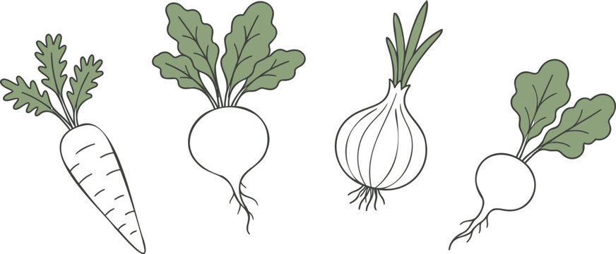 Line botanical of four different plants with green leaves and white flowers line botanical plant leaf