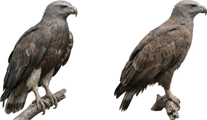Obraz premium Two tawny eagles perched on branches isolated