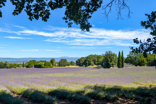 A typical Proven&ccedil;al atmosphere. A vast lavender field stretches out against a green landscape and a distant mountain range, including the peak of Mont Ventoux