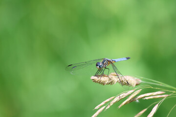 Blue Dragonfly Perched on Wild Grass in Summer Meadow © Christine Donnelly