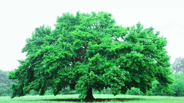 Cinematic park tree swaying in typhoon wind and rain in Japan for b-roll