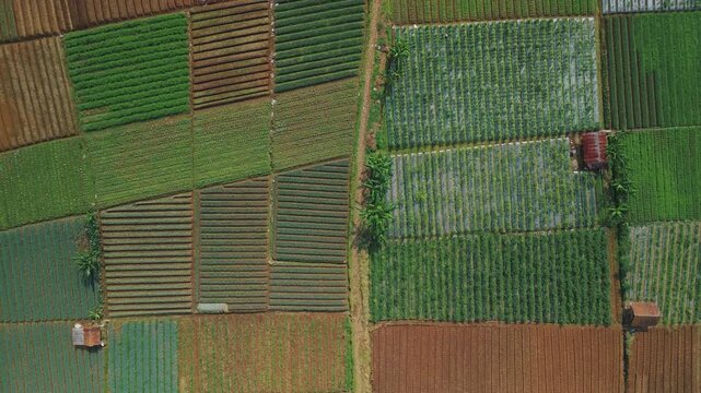 Aerial view of geometric agricultural fields and small farm sheds with a dirt path in Sukabumi, West Java, Indonesia.