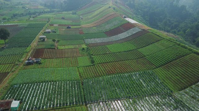 Aerial view of colorful terraced agricultural fields and rural plantations on a sloping hillside in Sukabumi, West Java, Indonesia.