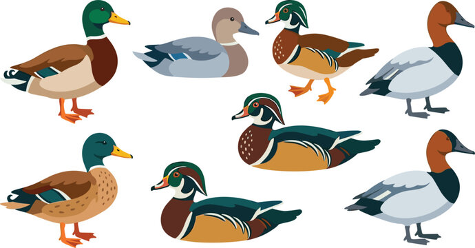 Duck Vector Illustration Set Featuring Mallard Wood Duck and Canvasback Species for Wildlife Education Hunting Designs and Nature Art Projects