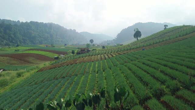 Aerial view of lush green terraced vegetable plantations on rolling hills with misty mountains in the background in Sukabumi, West Java, Indonesia.