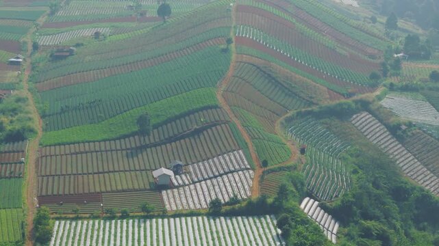 Aerial view of terraced agricultural fields and vegetable plantations on a rolling hillside with dirt paths under a soft morning light in Sukabumi, West Java, Indonesia.