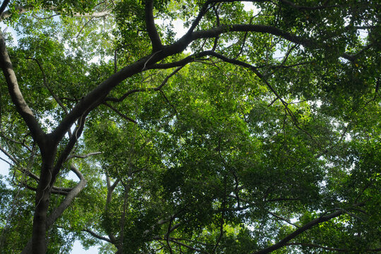 Large trees, a backdrop of lush green nature.