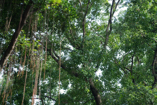 Large trees, a backdrop of lush green nature.