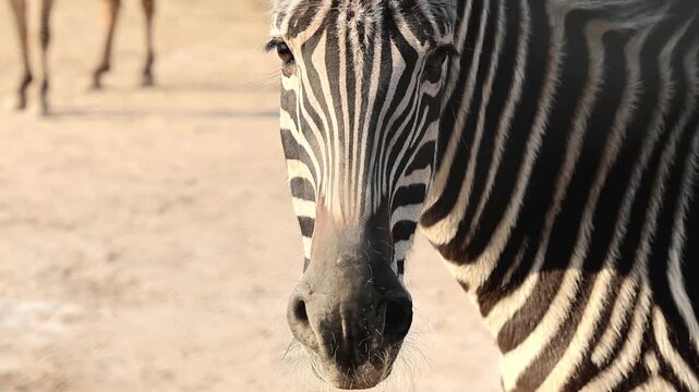 Zebra face and stripe pattern close up in zoo enclosure 180fps Captured in Cinematic High Detail Footage