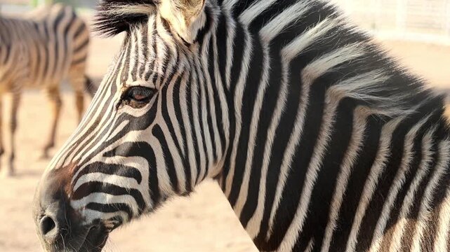 Zebra face and stripe pattern close up in zoo enclosure 180fps Captured in Cinematic High Detail Footage
