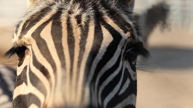 Zebra face and stripe pattern close up in zoo enclosure 180fps Captured in Cinematic High Detail Footage