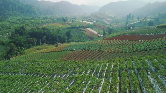 Aerial view of lush agricultural fields and crop rows on rolling hills with misty mountains in the background in Sukabumi, West Java, Indonesia.