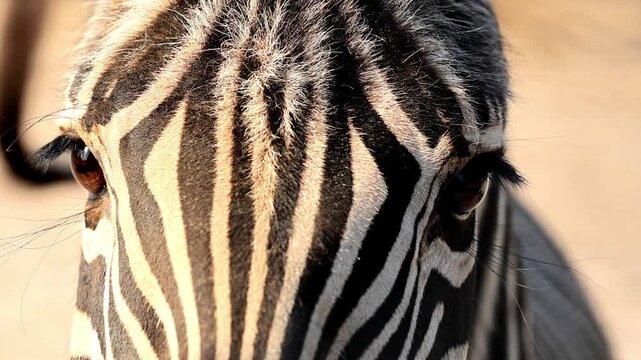 Zebra face and stripe pattern close up in zoo enclosure 180fps Captured in Cinematic High Detail Footage