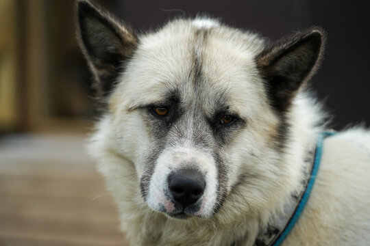 Huskys in Gr&ouml;nland
