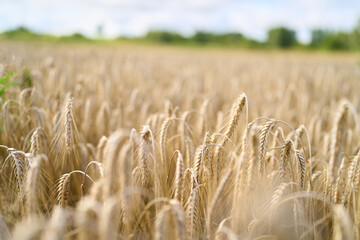 Obraz premium Farm field with golden cereal crop in season