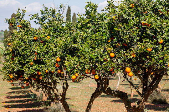 Orangenplantage