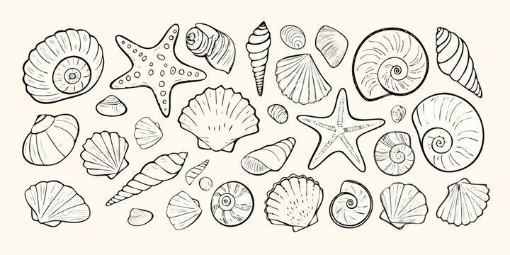 Seashells And Starfish Sketch Black And White Illustration