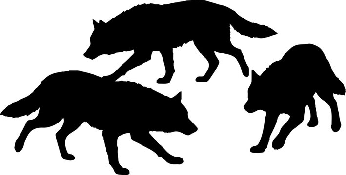 Silhouettes of Three Running Wolves in Motion.