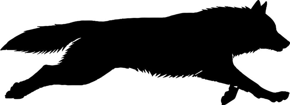 Silhouette of a running wolf in motion.