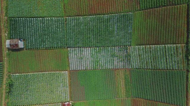 Aerial view of vibrant green agricultural fields and vegetable plots with a small farm shack in Sukabumi, West Java, Indonesia.