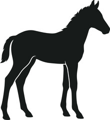 Obraz premium Black Silhouette of a Young Horse Standing Still