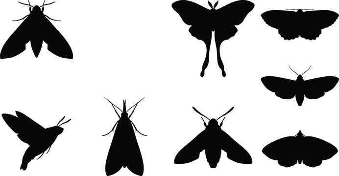 Moth and Butterfly Silhouette Collection Featuring Flying Insect Vector Set
