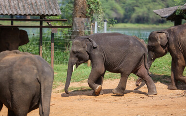 Obraz premium Three elephants are walking in a field