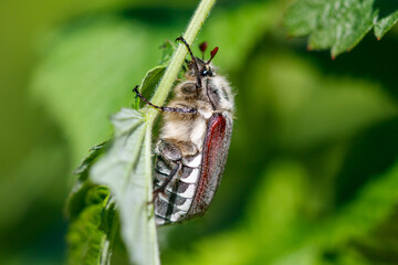 Obraz premium Beetle rests on green leaf stem
