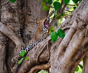 A sleepy leopard © Subir