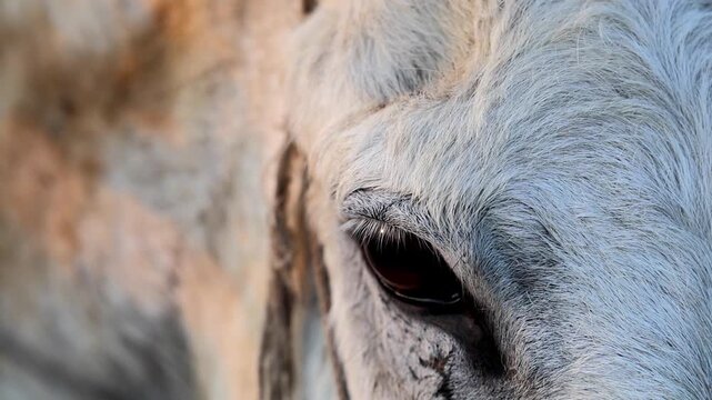 Donkey eye close up with eyelashes and white fur 180fps Captured in Cinematic High Detail Footage