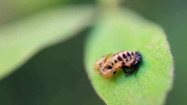 Orange ladybug pupa attached to green leaf macro close up 180fps Captured in Cinematic High Detail Footage