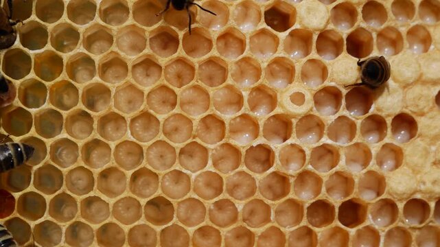 The honeycombs contain the larvae of developing honey bees. 
To further develop the larvae into insects, the honeycombs will be covered with wax caps.
