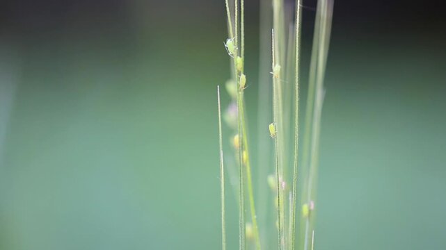 Tiny aphids on wheat stems macro close up in green field 180fps Captured in Cinematic High Detail Footage