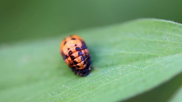 Orange ladybug pupa attached to green leaf macro close up 180fps Captured in Cinematic High Detail Footage