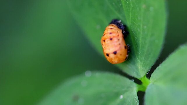 Orange ladybug pupa attached to green leaf macro close up 180fps Captured in Cinematic High Detail Footage