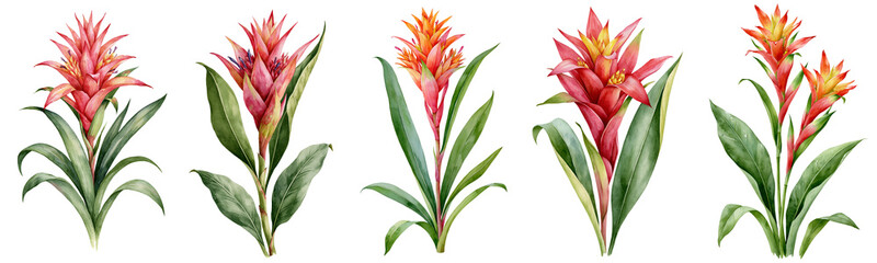 Obraz premium Watercolour painting of tropical bromeliad plant set isolated on white transparent background - design element cut-out object