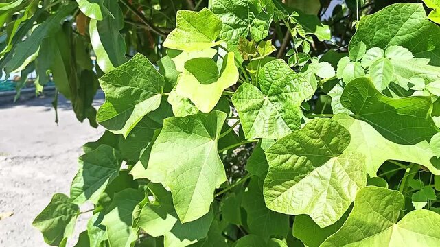 Fresh green leaves of jatropha curcas or physic nut tree growing outdoor