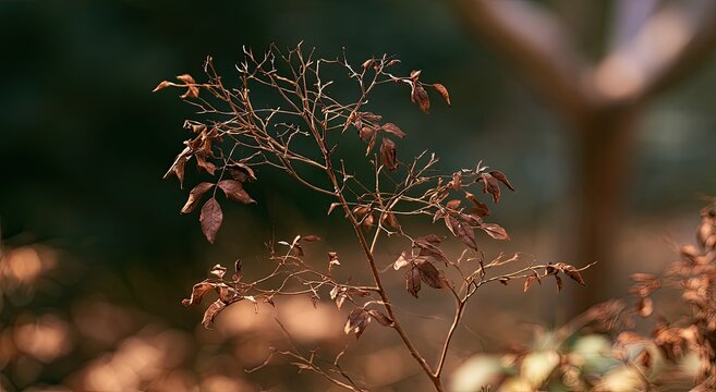 Delicate, dry plant branches with brown, curling leaves against a blurred background
